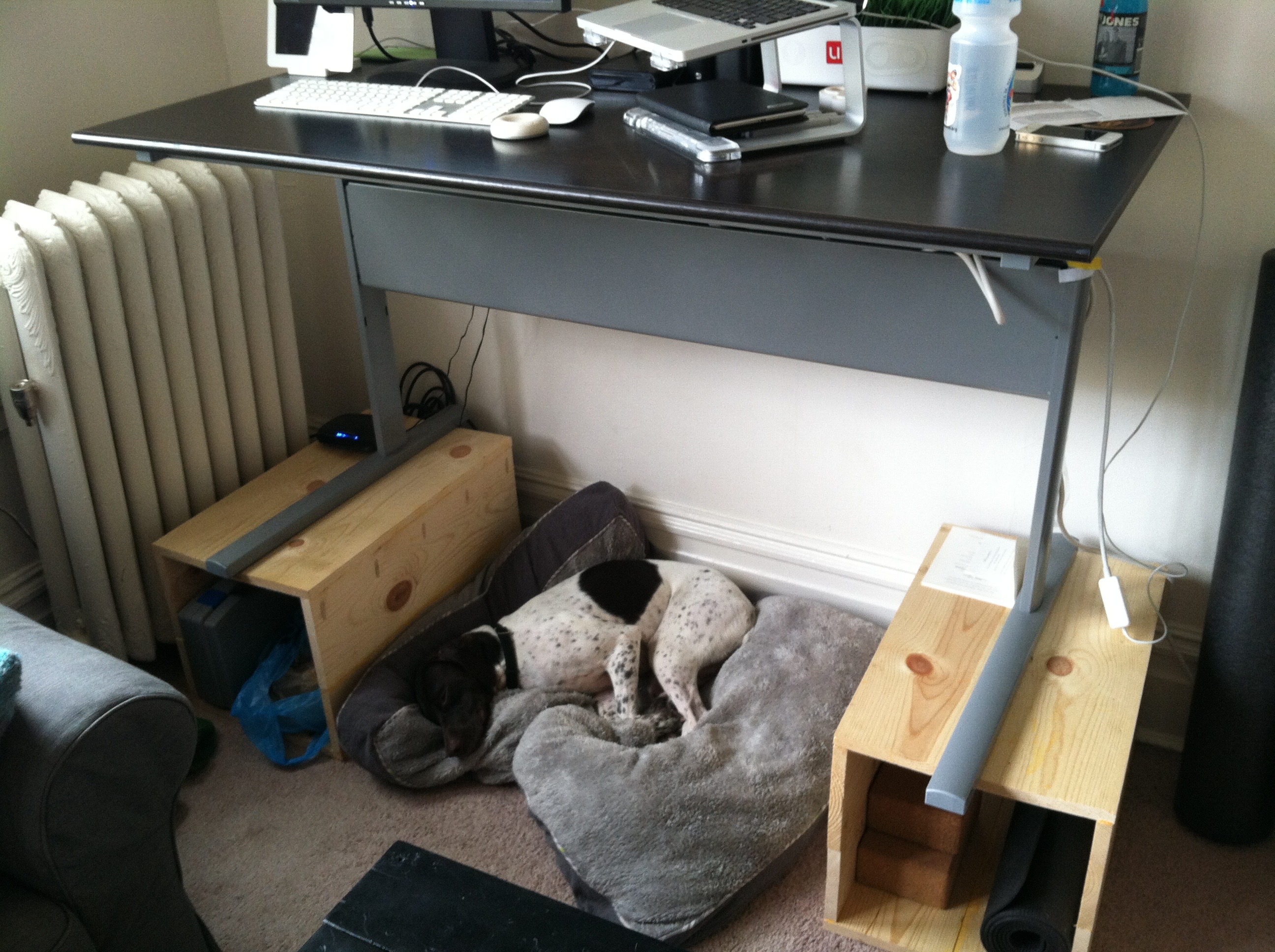 Photo of my standing desk with my dog Luna under it
